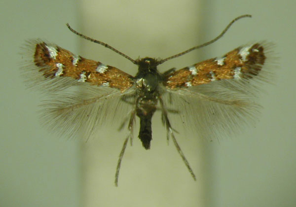 /filer/webapps/moths_gc/media/images/G/gautengi_Porphyrosela_PT_TMSA_02.jpg