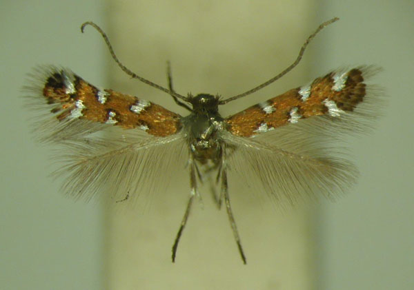 /filer/webapps/moths_gc/media/images/G/gautengi_Porphyrosela_PT_TMSA_03.jpg