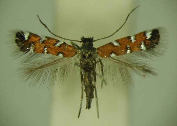 /filer/webapps/moths_gc/media/images/G/gautengi_Porphyrosela_PT_TMSA_04.jpg