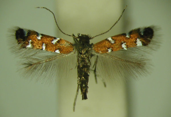 /filer/webapps/moths_gc/media/images/G/gautengi_Porphyrosela_PT_TMSA_05.jpg