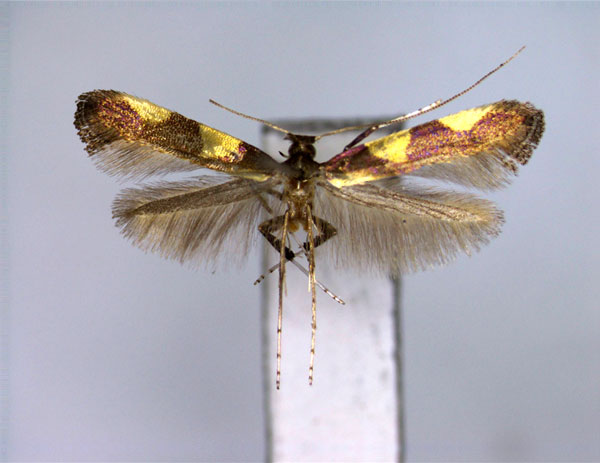 /filer/webapps/moths_gc/media/images/G/geminata_Caloptilia_A_EIHU.jpg