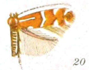 /filer/webapps/moths_gc/media/images/G/gemmea_Lithocolletis_ST_Braun_21-20.jpg