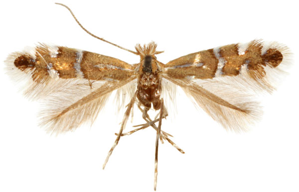 /filer/webapps/moths_gc/media/images/G/gemmea_Phyllonorycter_A_Eiseman-&-Davis_2020_216.jpg