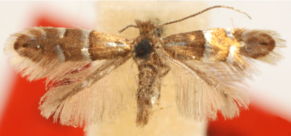 /filer/webapps/moths_gc/media/images/G/gemmea_Phyllonorycter_ST_Eiseman-&-Davis_2020_216.jpg