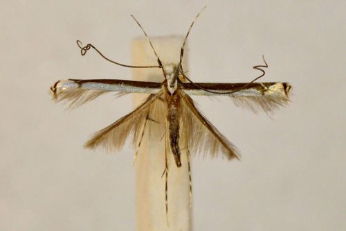 /filer/webapps/moths_gc/media/images/G/gemoniella_Eteoryctis_A_BMNH(E)-1324989.jpg