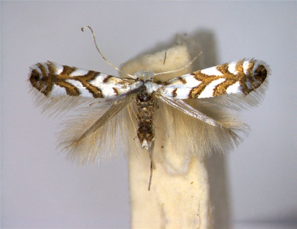 /filer/webapps/moths_gc/media/images/G/geniculella_Phyllonorycter_A_EIHU.jpg