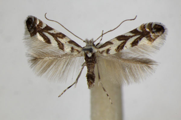 /filer/webapps/moths_gc/media/images/G/geniculella_Phyllonorycter_A_ZSM.jpg