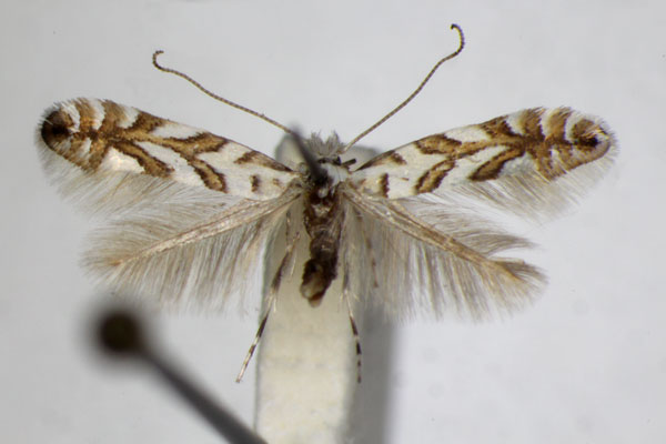 /filer/webapps/moths_gc/media/images/G/geniculella_Phyllonorycter_A_ZSM_4.jpg