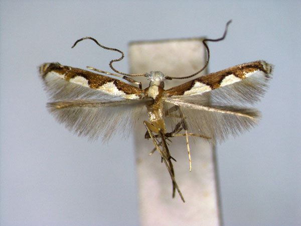 /filer/webapps/moths_gc/media/images/G/geometra_Dialectica_A_EIHU_2.jpg