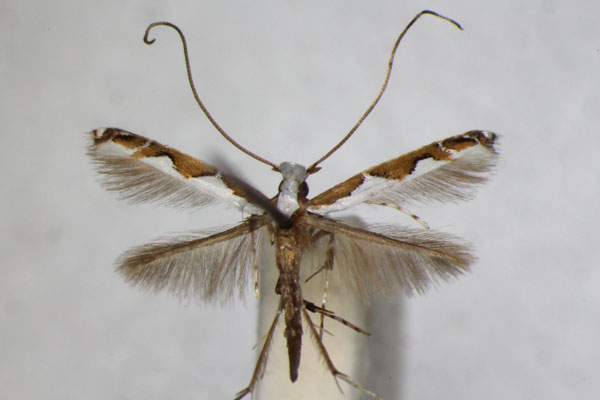 /filer/webapps/moths_gc/media/images/G/geometra_Dialectica_A_ZSM.jpg