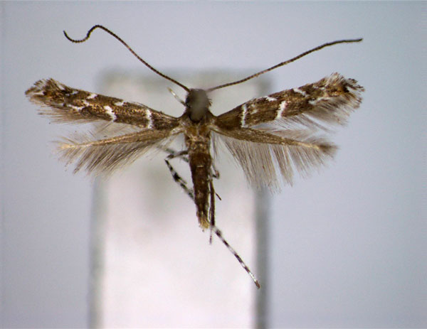 /filer/webapps/moths_gc/media/images/G/geometropis_Systoloneura_A_EIHU.jpg