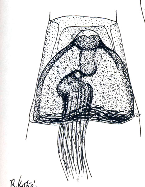 /filer/webapps/moths_gc/media/images/G/geraea_Conopobathra_Ht_Vari_1961_Pl90-1a.jpg
