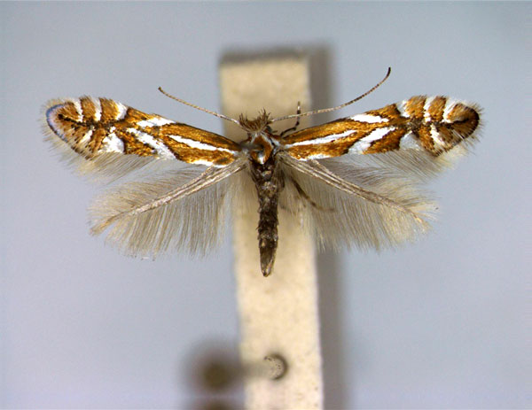 /filer/webapps/moths_gc/media/images/G/gerasimowi_Phyllonorycter_A_EIHU.jpg