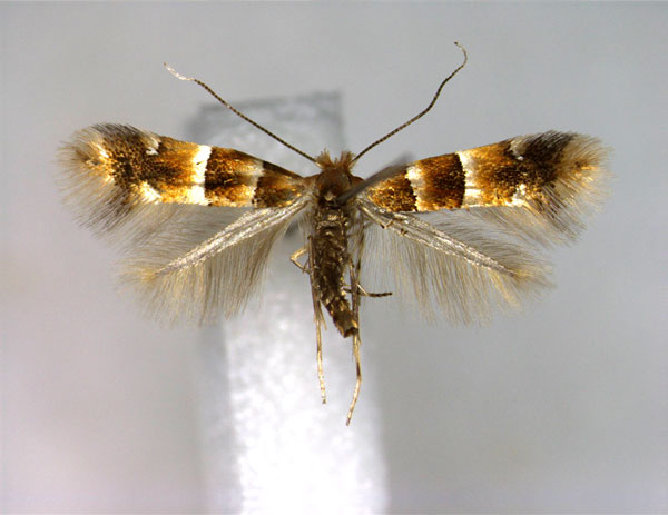 /filer/webapps/moths_gc/media/images/G/gigas_Phyllonorycter_A_EIHU.jpg