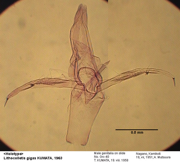 /filer/webapps/moths_gc/media/images/G/gigas_Phyllonorycter_GM_HT_40_EIHU_.jpg