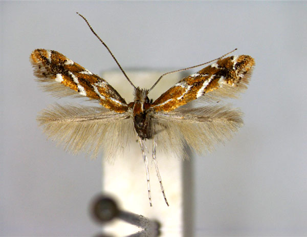 /filer/webapps/moths_gc/media/images/G/gindeliella_Cremastobombycia_A_EIHU.jpg