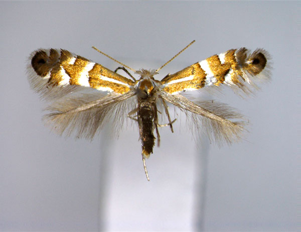 /filer/webapps/moths_gc/media/images/G/ginnalae_Phyllonorycter_A_EIHU.jpg