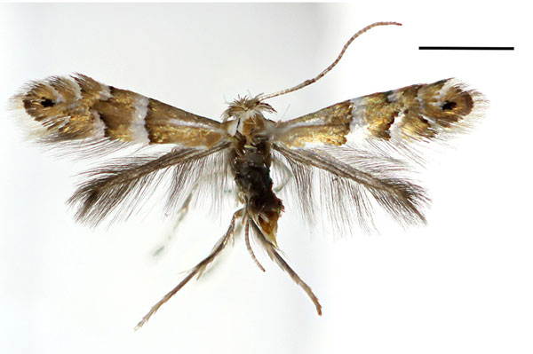 /filer/webapps/moths_gc/media/images/G/ginnalae_Phyllonorycter_A_Kim.etal_2024_400.jpg