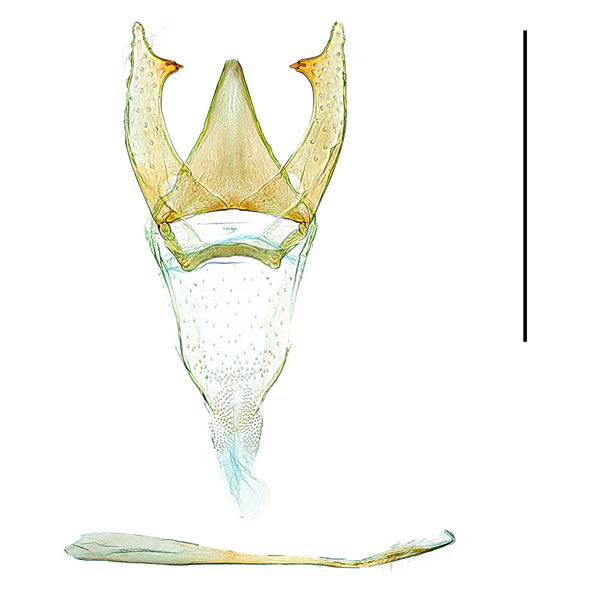 /filer/webapps/moths_gc/media/images/G/ginnalae_Phyllonorycter_GM_Kim.etal_2024_400.jpg