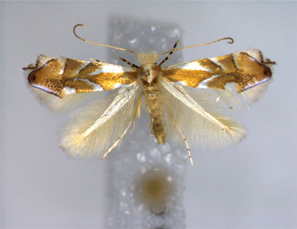 /filer/webapps/moths_gc/media/images/G/glaserorum_Phyllonorycter_A_EIHU.jpg