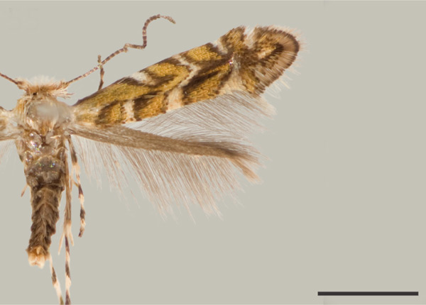 /filer/webapps/moths_gc/media/images/G/gliricidius_Macrosaccus_PT_USNM.jpg