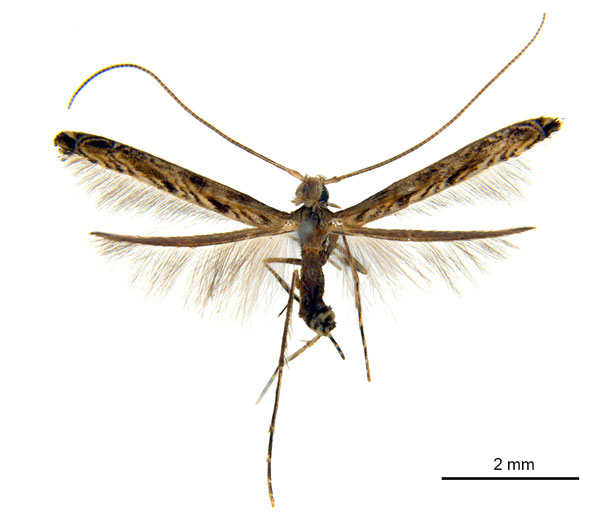/filer/webapps/moths_gc/media/images/G/glochidia_Diphtheroptila_HT_ANIC.jpg