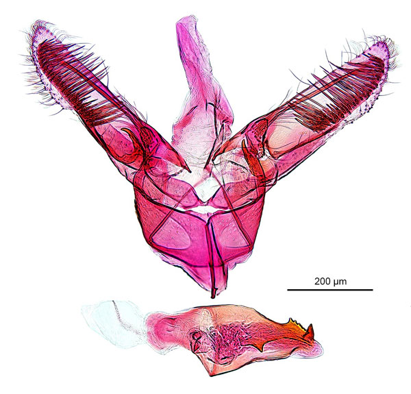 /filer/webapps/moths_gc/media/images/G/glochidia_Diphtheroptila_HT_GM_ANIC.jpg