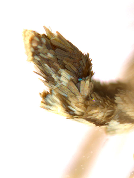 /filer/webapps/moths_gc/media/images/G/glochidia_Diphtheroptila_HT_abdomen_ANIC.jpg