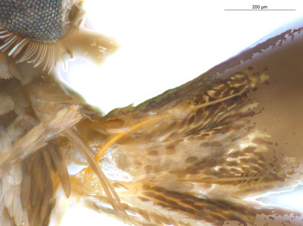 /filer/webapps/moths_gc/media/images/G/glochidia_Diphtheroptila_HT_frenulum_ANIC.jpg