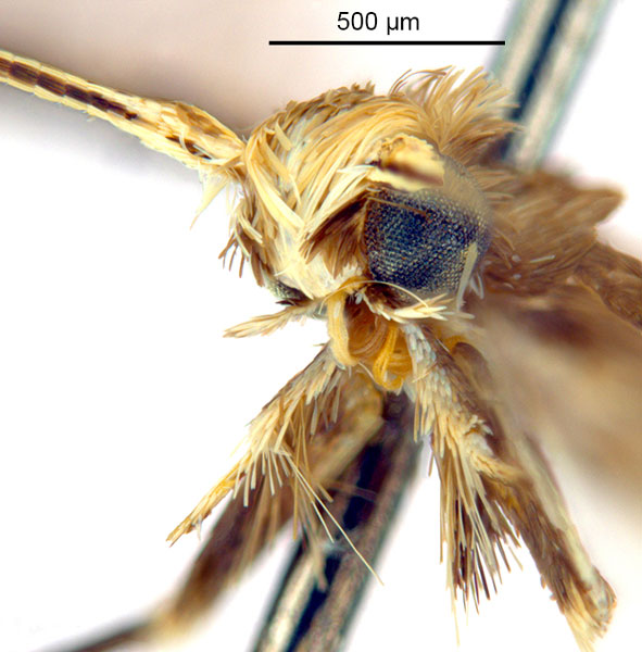 /filer/webapps/moths_gc/media/images/G/glochidia_Diphtheroptila_HT_head2_ANIC.jpg
