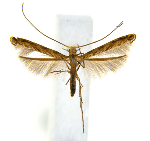 /filer/webapps/moths_gc/media/images/G/glochidia_Diphtheroptila_PT12_ANIC.jpg