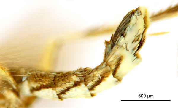 /filer/webapps/moths_gc/media/images/G/glochidia_Diphtheroptila_PT12_abdomen_ANIC.jpg