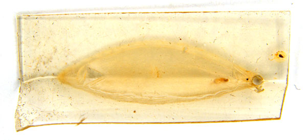 /filer/webapps/moths_gc/media/images/G/glochidia_Diphtheroptila_PT12_cocoon_ANIC.jpg