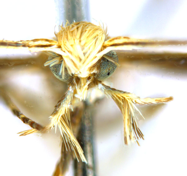/filer/webapps/moths_gc/media/images/G/glochidia_Diphtheroptila_PT12_head1_ANIC.jpg
