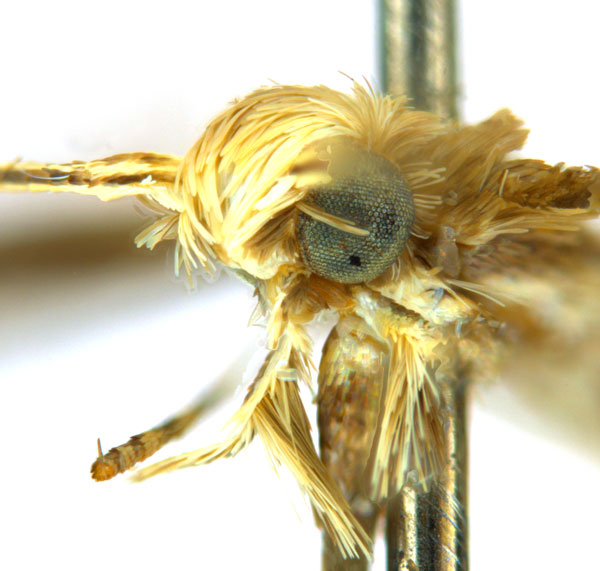 /filer/webapps/moths_gc/media/images/G/glochidia_Diphtheroptila_PT12_head2_ANIC.jpg
