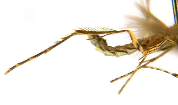 /filer/webapps/moths_gc/media/images/G/glochidia_Diphtheroptila_PT12_legs_ANIC.jpg