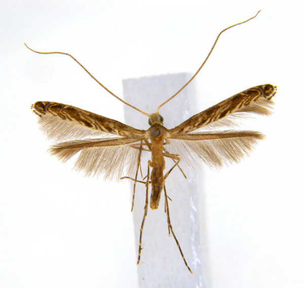 /filer/webapps/moths_gc/media/images/G/glochidia_Diphtheroptila_PT13_ANIC.jpg