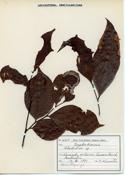 /filer/webapps/moths_gc/media/images/G/glochidia_Diphtheroptila_PT13_Hostplant4215_ANIC.jpg