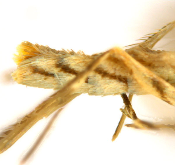 /filer/webapps/moths_gc/media/images/G/glochidia_Diphtheroptila_PT13_abdomen_ANIC.jpg