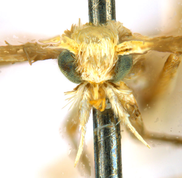/filer/webapps/moths_gc/media/images/G/glochidia_Diphtheroptila_PT13_head1_ANIC.jpg