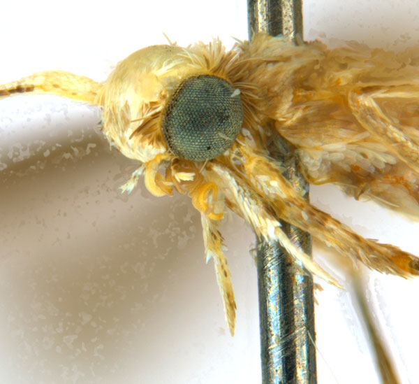 /filer/webapps/moths_gc/media/images/G/glochidia_Diphtheroptila_PT13_head2_ANIC.jpg