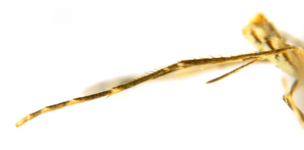 /filer/webapps/moths_gc/media/images/G/glochidia_Diphtheroptila_PT13_leg_ANIC.jpg
