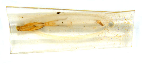 /filer/webapps/moths_gc/media/images/G/glochidia_Diphtheroptila_PT13_pupa_ANIC.jpg