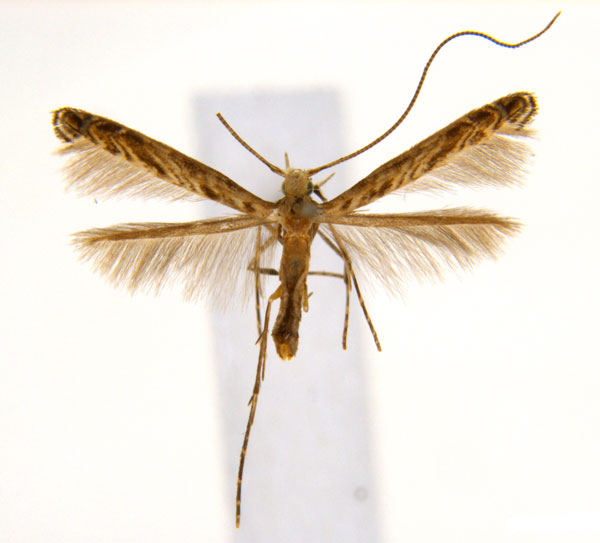 /filer/webapps/moths_gc/media/images/G/glochidia_Diphtheroptila_PT14_ANIC.jpg