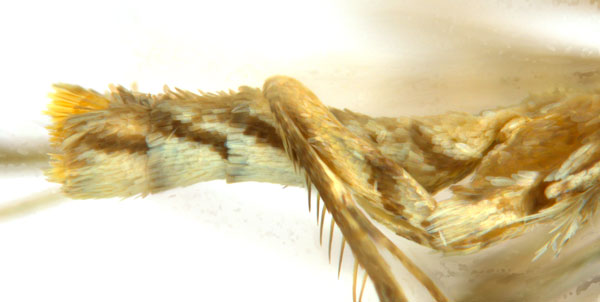 /filer/webapps/moths_gc/media/images/G/glochidia_Diphtheroptila_PT14_abdomen_ANIC.jpg