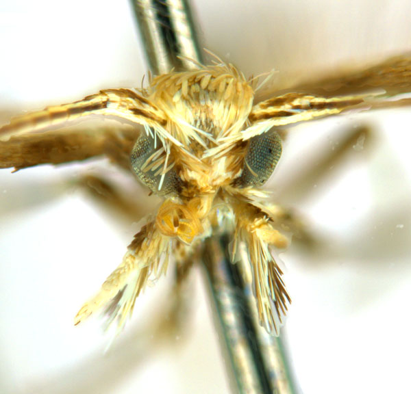 /filer/webapps/moths_gc/media/images/G/glochidia_Diphtheroptila_PT14_head1_ANIC.jpg