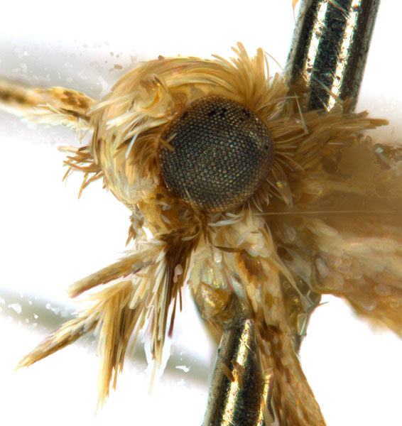 /filer/webapps/moths_gc/media/images/G/glochidia_Diphtheroptila_PT14_head2_ANIC.jpg