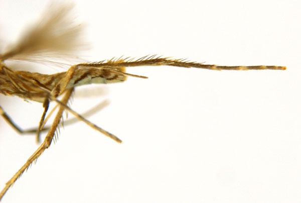 /filer/webapps/moths_gc/media/images/G/glochidia_Diphtheroptila_PT14_leg_ANIC.jpg