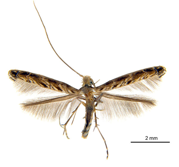 /filer/webapps/moths_gc/media/images/G/glochidia_Diphtheroptila_PT1_ANIC.jpg