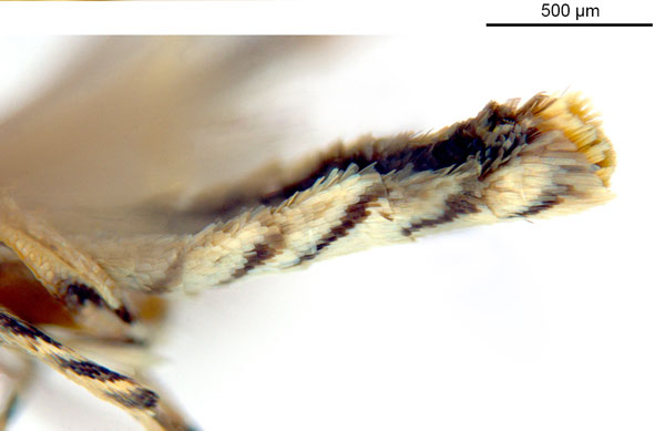/filer/webapps/moths_gc/media/images/G/glochidia_Diphtheroptila_PT1_abdomen_ANIC.jpg